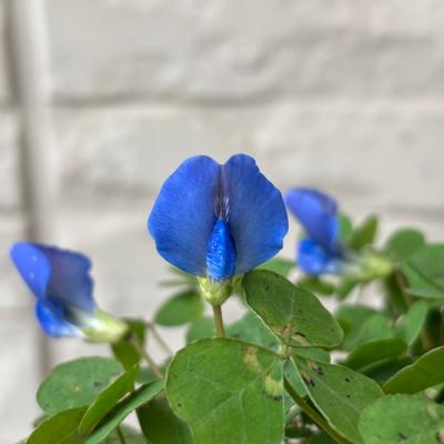 オキザリス(苗)の商品一覧 | 花、ガーデニング 通販 - Yahoo オキザリス(苗)の商品一覧 | 花、ガーデニング 通販 - Yahoo
