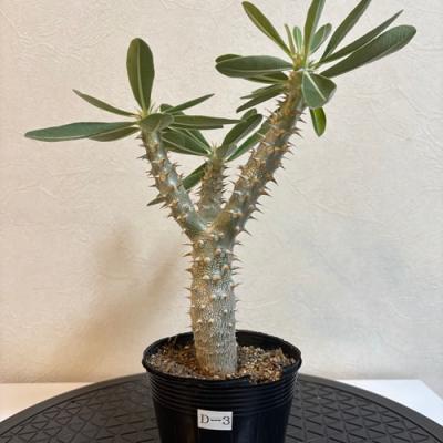 パキポディウム デンシフローラムのおすすめ人気商品一覧 通販