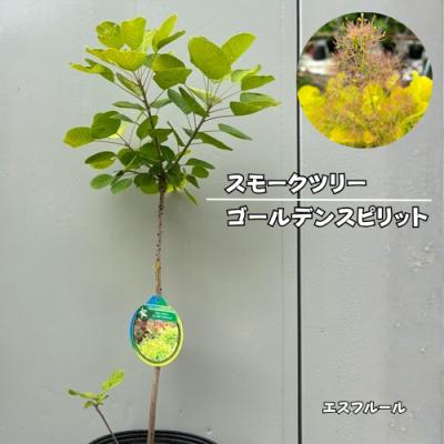 スモークツリー ヤングレディのおすすめ人気ランキングTOP27 - Yahoo 