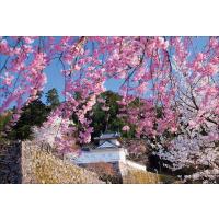 PT-145 桜咲く出石城／兵庫県 | 風景カレンダーの写真工房ストア