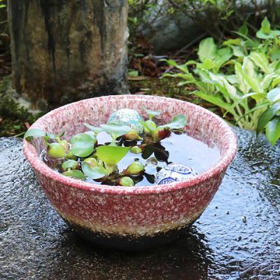 睡蓮 鉢の商品一覧 通販 - Yahoo!ショッピング