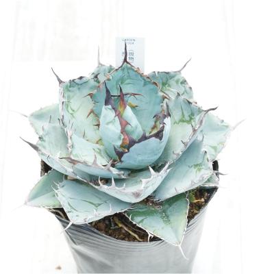 アガベ チタノタブルー（サボテン、多肉植物） | 花、ガーデニング の