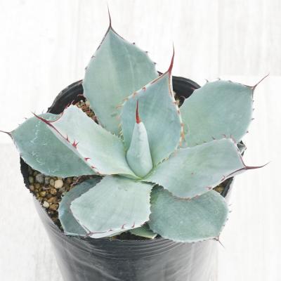 パリートランカータ、パリーホーチエンシスセット パリートランカータ、パリーホーチエンシスセット - メルカリ