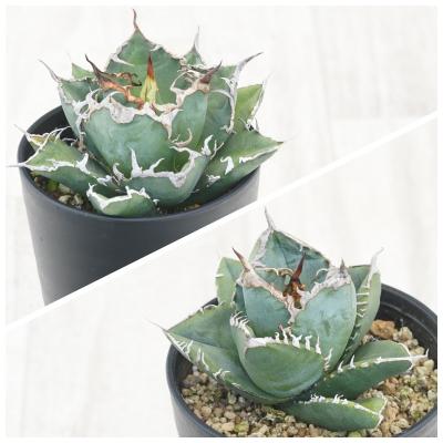 【鉢ごと発送】人気のチタノタ12種セット【ネームタグ付】 鉢ごと発送】人気のチタノタ12種セット【ネームタグ付】