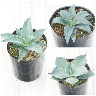 オバティフォリア　アガベ 約50cm アガベ オバティフォリアのおすすめ人気商品一覧 通販 - Yahoo