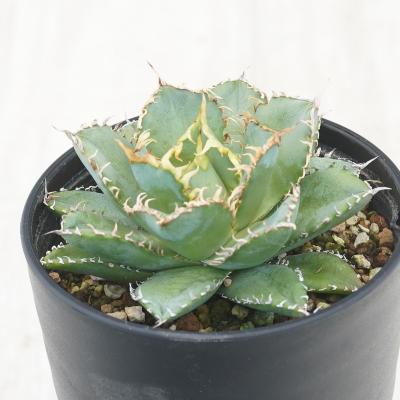 (親株出品)アガベ チタノタ アガベ チタノタ 