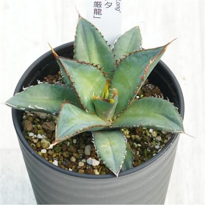 竜神木（サボテン、多肉植物） | 花、ガーデニング のおすすめ人気商品