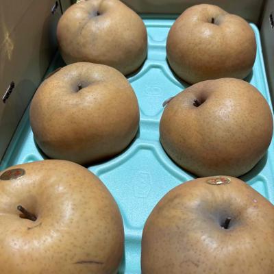 愛宕梨のおすすめ人気商品一覧 通販 - Yahoo!ショッピング