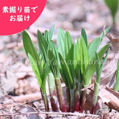 行者にんにく 種のおすすめ人気商品一覧 通販 - Yahoo!ショッピング