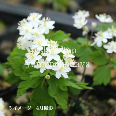紫桜館 山の花屋 - 21〜40cm程（大人の膝位）｜Yahoo!ショッピング