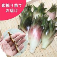 個 岩手県産ジャンボチョロギ 種芋個 長老喜 生芋 栽培期間中農薬不使用 土付き 山菜苗 12月3日お届け開始 Bigtyorogi 紫桜館 山の花屋 通販 Yahoo ショッピング