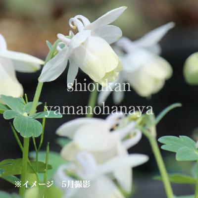 天然＊野生【オダマキ＊苧環＊糸繰草】4株➕おまけ！鉢ごと発送で安心♪ オダマキのおすすめ人気商品一覧 通販 - Yahoo!ショッピング