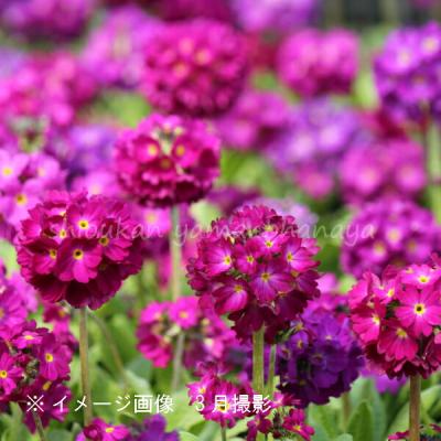 プリムラ 八重咲き（花、ガーデニング）のおすすめ人気商品一覧 通販