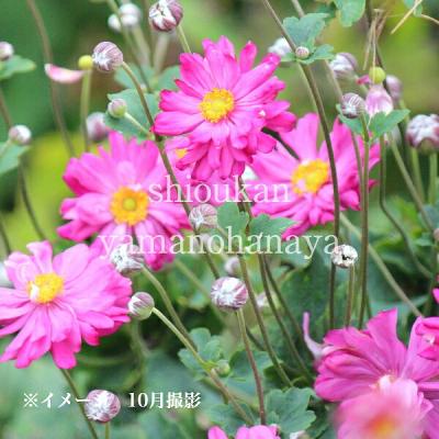 ピンク系小菊　秋咲き ピンク系小菊 秋咲き 精の咲 | 菊の育種、種苗販売。イノチオ精