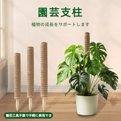 モンステラ ヘゴ支柱のおすすめ人気商品一覧 通販 - Yahoo!ショッピング