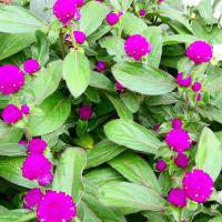 サントリーフラワーズ ミーテ さくらピンク 9cmポット苗2本セット 3月下旬出荷 Pvsf 日光種苗ヤフー店 通販 Yahoo ショッピング