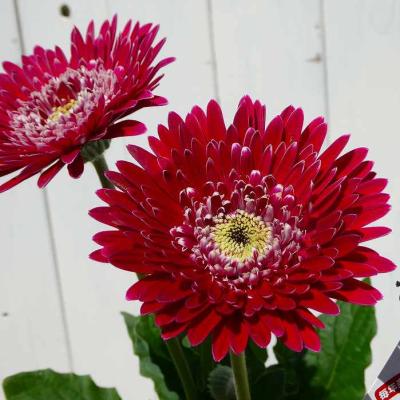 ガーベラ苗(花の苗)の商品一覧|苗 | 花、ガーデニング 通販 ガーベラ苗(花の苗)の商品一覧|苗 | 花、ガーデニング 通販