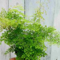 アジアンタム ミクロフィラ ４号 Adiantum Micro4 緑の風yamashoku ヤフー店 通販 Yahoo ショッピング