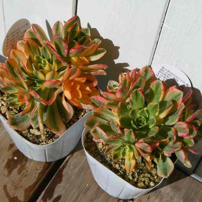 多肉植物アエオニウム錦の商品一覧 通販 - Yahoo!ショッピング 多肉植物アエオニウム錦の商品一覧 通販 - Yahoo!ショッピング
