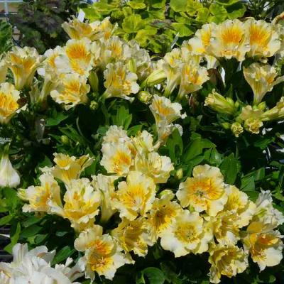 アルストロメリア 球根（苗） | 花、ガーデニング のおすすめ人気商品
