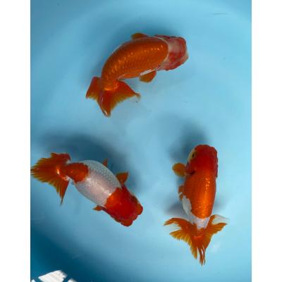 らんちゅうのおすすめ人気商品一覧 通販 - Yahoo!ショッピング