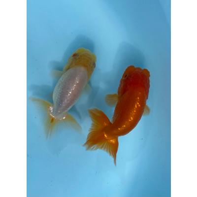 らんちゅうの商品一覧 通販 - Yahoo!ショッピング