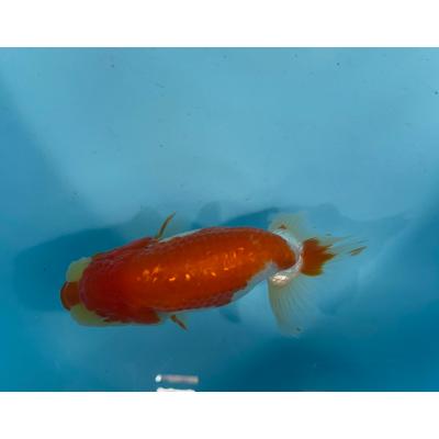 更紗 らんちゅうの商品一覧 通販 - Yahoo!ショッピング