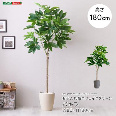 観葉植物 パキラ 180cm（花、ガーデニング）の商品一覧 通販 - Yahoo