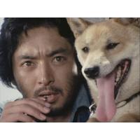 【おまけCL付】新品 犬笛 −娘よ、生命の笛を吹け− コレクターズDVD(HDリマスター版) / (DVD) BFTD337-TC | そふと屋