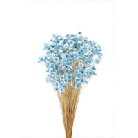 そらプリ ドライフラワー 花材 スターフラワー ブロッサム ベビーブルー 小分け 大地農園 青 ブルー | お花の贈り物そらーる