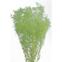 かすみ草 プリザーブド 花材 ソフトミニカスミソウ エンジェルグリーン 約22g 大地農園 緑 | お花の贈り物そらーる