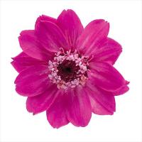 プリザーブドフラワー 花材 ジニア 小 エスプリピンク 12輪 大地農園 | お花の贈り物そらーる