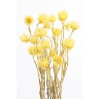 大地農園 ドライフラワー ミニシルバーデージー エンジェル イエロー 約25g 黄色 花材 お花 | お花の贈り物そらーる