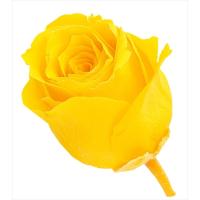 プリザーブドフラワー 花材 ビビアン ローズ バラ 花材 ミモザイエロー 24輪 大地農園 箱 黄 小さい | お花の贈り物そらーる