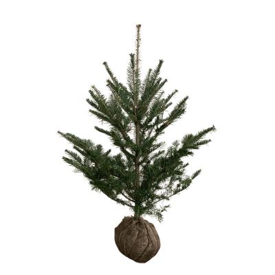クリスマスツリー（常緑樹の植木、庭木）｜苗木、植木 | 花