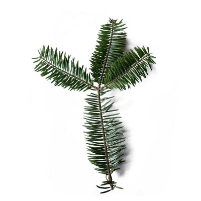 モミの木（常緑樹の植木、庭木）｜苗木、植木 | 花、ガーデニング の