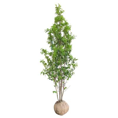 3mソヨゴ（苗木、植木） | 花、ガーデニング の商品一覧 通販 - Yahoo 