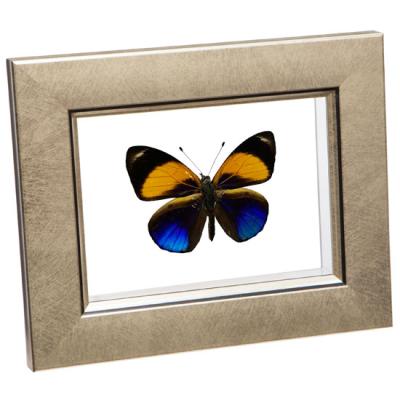 久田♡蝶の標本 12種 フレーム入り 久田♡蝶の標本 12種 フレーム入り 久田♡蝶の標本 12種