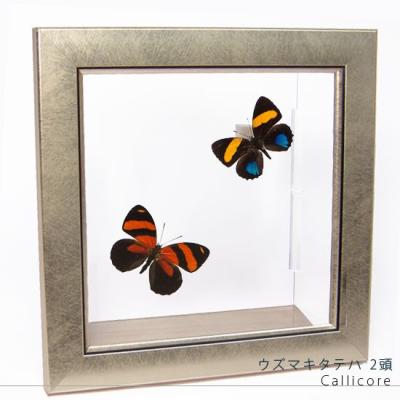 蝶（標本）｜標本｜昆虫用品｜ペット用品、生き物 おすすめ人気商品