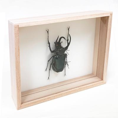 カーニバル　約40匹カブトクワガタ本物標本まとめ売り カーニバル 約40匹カブトクワガタ本物標本まとめ売り カーニバル 約40