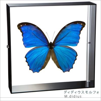 モルフォ蝶 標本のおすすめ人気商品一覧 通販 - Yahoo!ショッピング