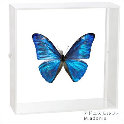 モルフォ蝶 標本のおすすめ人気商品一覧 通販 - Yahoo!ショッピング