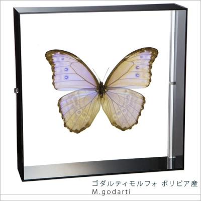 モルフォ蝶 標本のおすすめ人気商品一覧 通販 - Yahoo!ショッピング