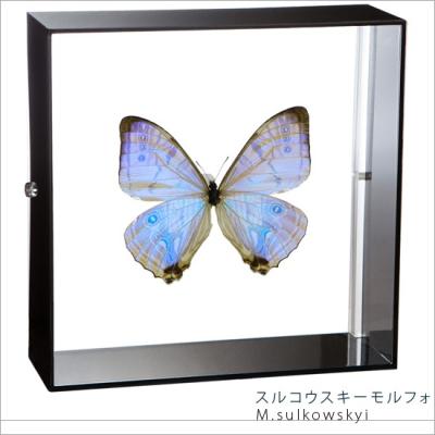 モルフォ蝶 標本のおすすめ人気商品一覧 通販 - Yahoo!ショッピング