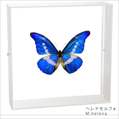 蝶標本 昆虫標本 外国産蝶標本　ヘレナモルフォ ヘレナモルフォ蝶（標本）｜昆虫用品 | ペット用品、生き物 のおすすめ