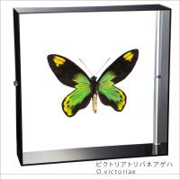 ビクトリアトリバネアゲハ Lis Caf3014b 蝶の標本 黒 アクリルフレーム 蝶の標本 アクリルフレーム 黒 Lis Caf3014b ソプラノ店