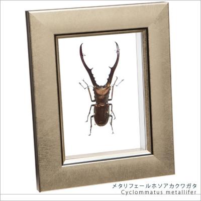 4?（クワガタ（標本））｜標本｜昆虫用品 | ペット用品、生き物 の