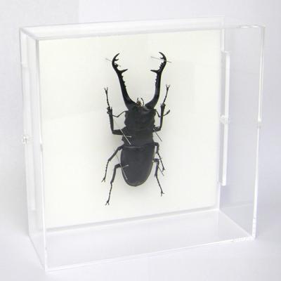 昆虫標本セット（クワガタ（標本））｜標本｜昆虫用品 | ペット用品