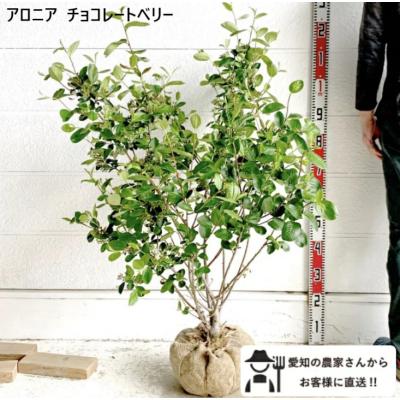 アロニア（果樹の苗、苗木）｜苗木、植木 | 花、ガーデニング の