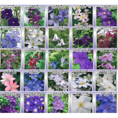 クレマチス 種類のおすすめ人気商品一覧 通販 - Yahoo!ショッピング